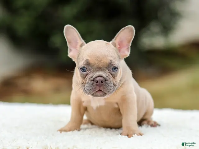 French Bulldog dogs for sale: Nash - Ad 2