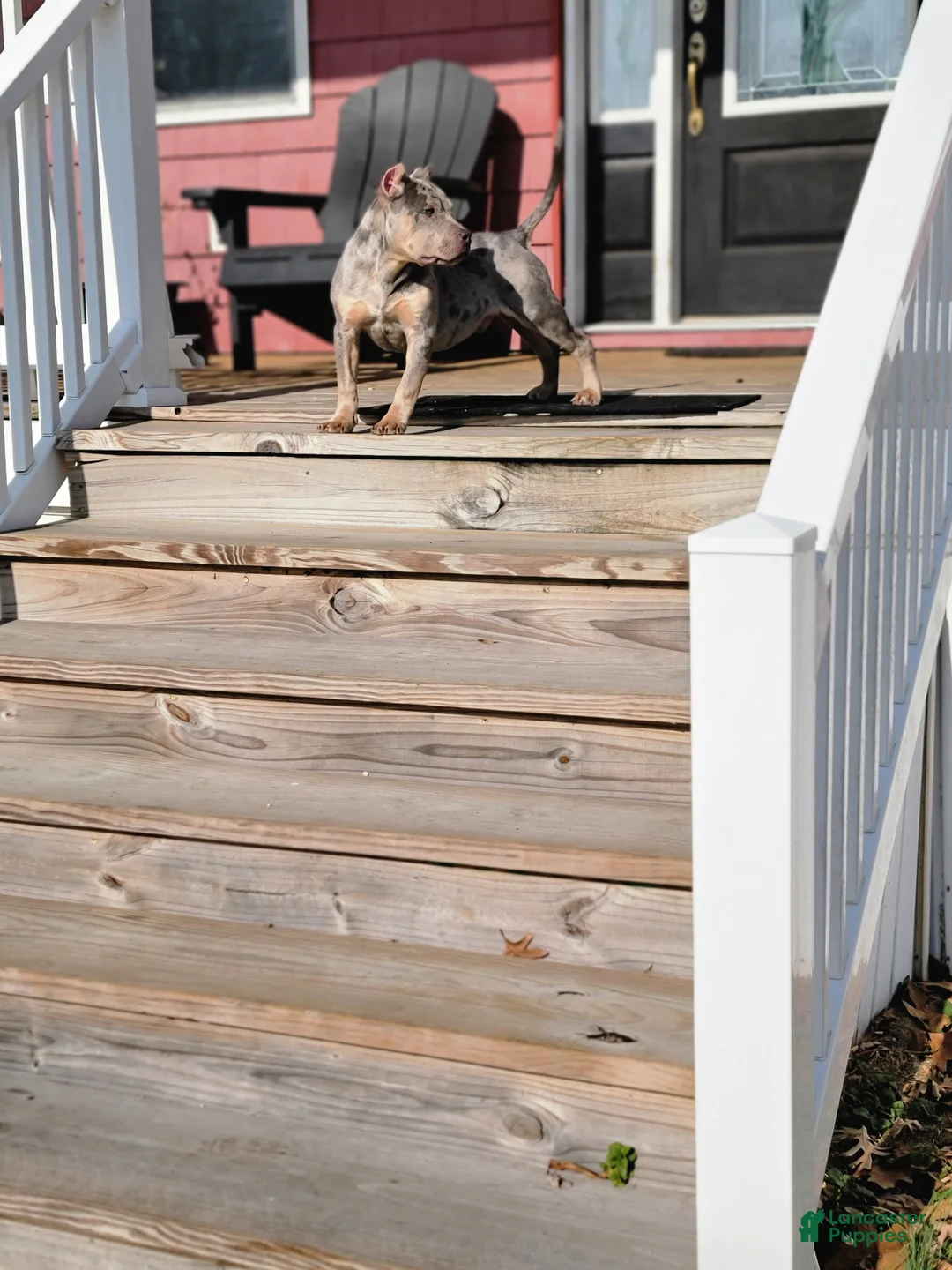 American Bully dogs for sale: Amiri - Ad 4