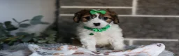 Cavapoo dogs for sale: Maggie - Ad 2