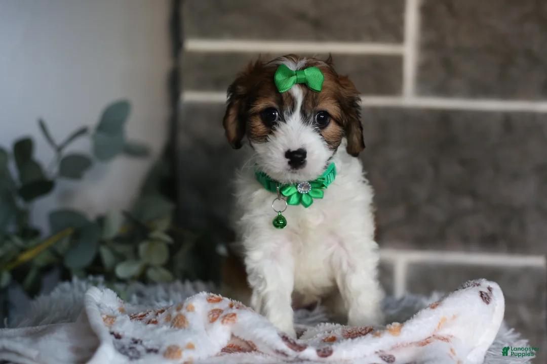 Cavapoo dogs for sale: Maggie - Ad 2
