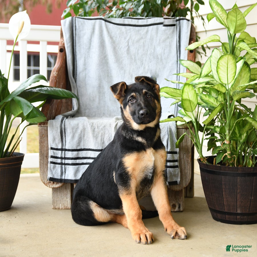 German Shepherd dogs Neil - Ad 2