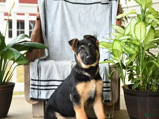 German Shepherd dogs for sale: Neil - Ad 1