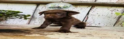 Labrador Retriever dogs for sale: Penny - Ad 4