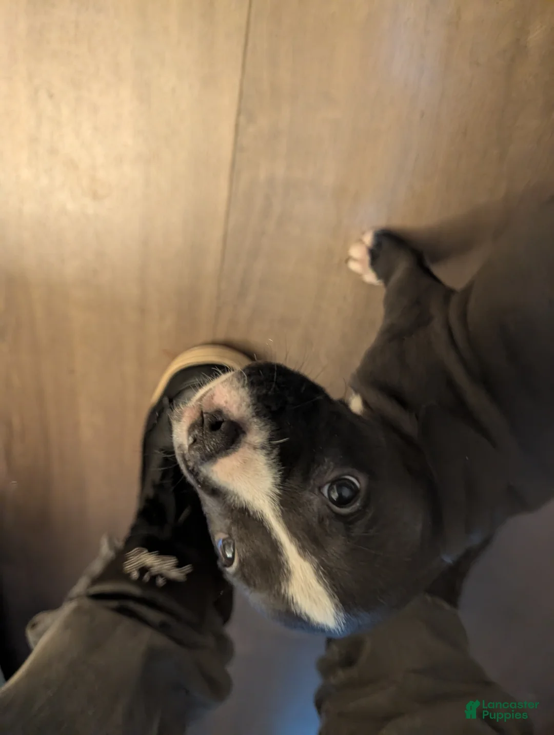 American Pit Bull Terrier dogs for sale: Bubba - Ad 5