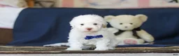 Toy Poodle dogs for sale: Bingo - Ad 8