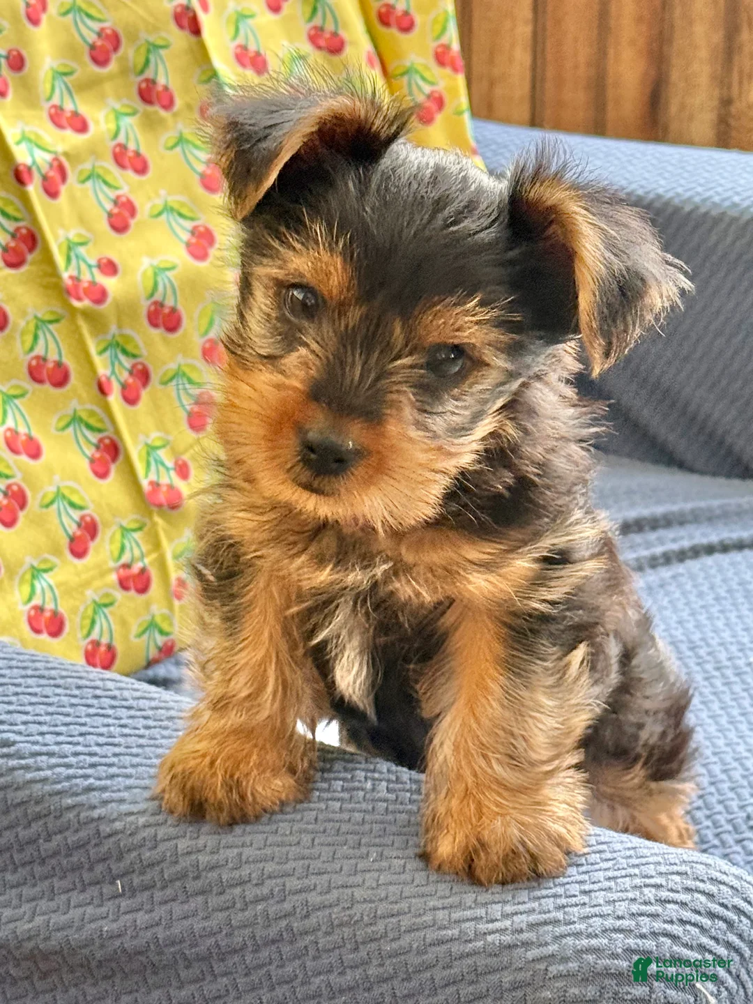 Yorkshire Terrier dogs for sale: KitKat  - Ad 6