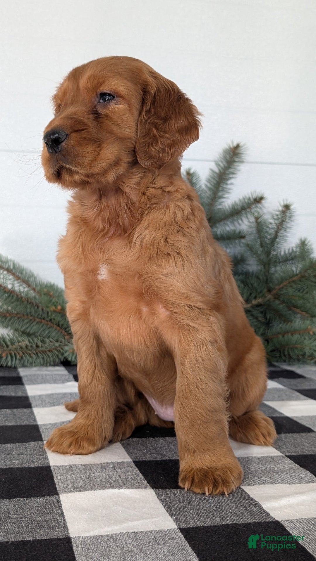 Irish Setter dogs for sale: Eden - Ad 9