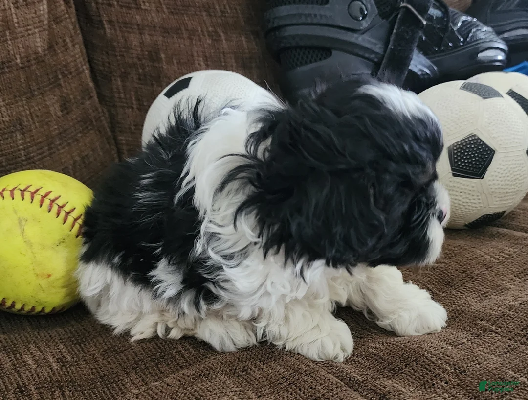 Shihpoo dogs for sale: IVAN  - Ad 6