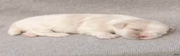 Maltese dogs for sale: Puck Maltese  - Ad 5