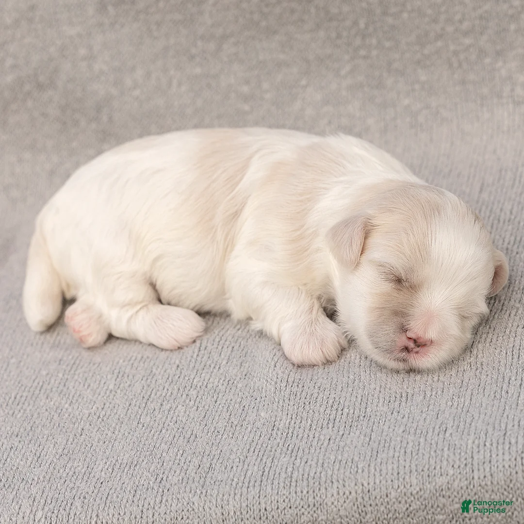 Maltese dogs for sale: Puck Maltese  - Ad 5