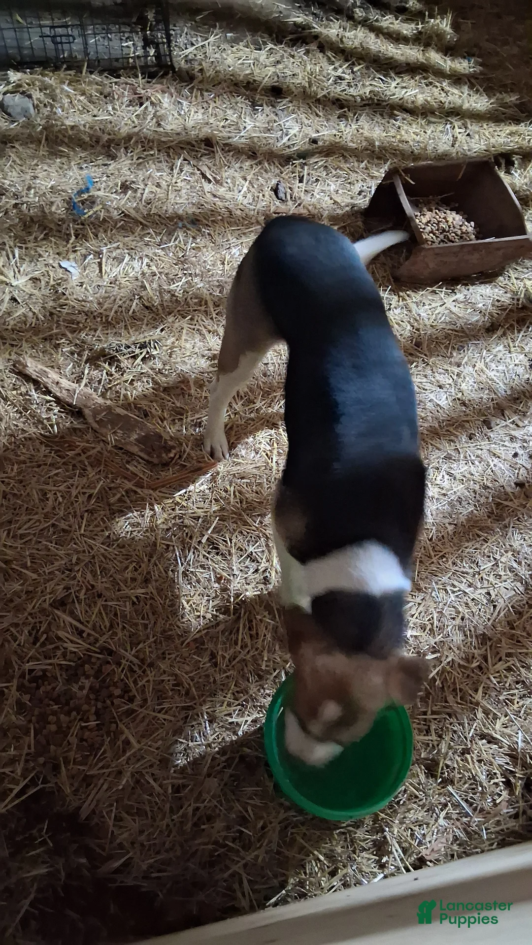 Mixed Breed dogs for stud: Clyde - Ad 3