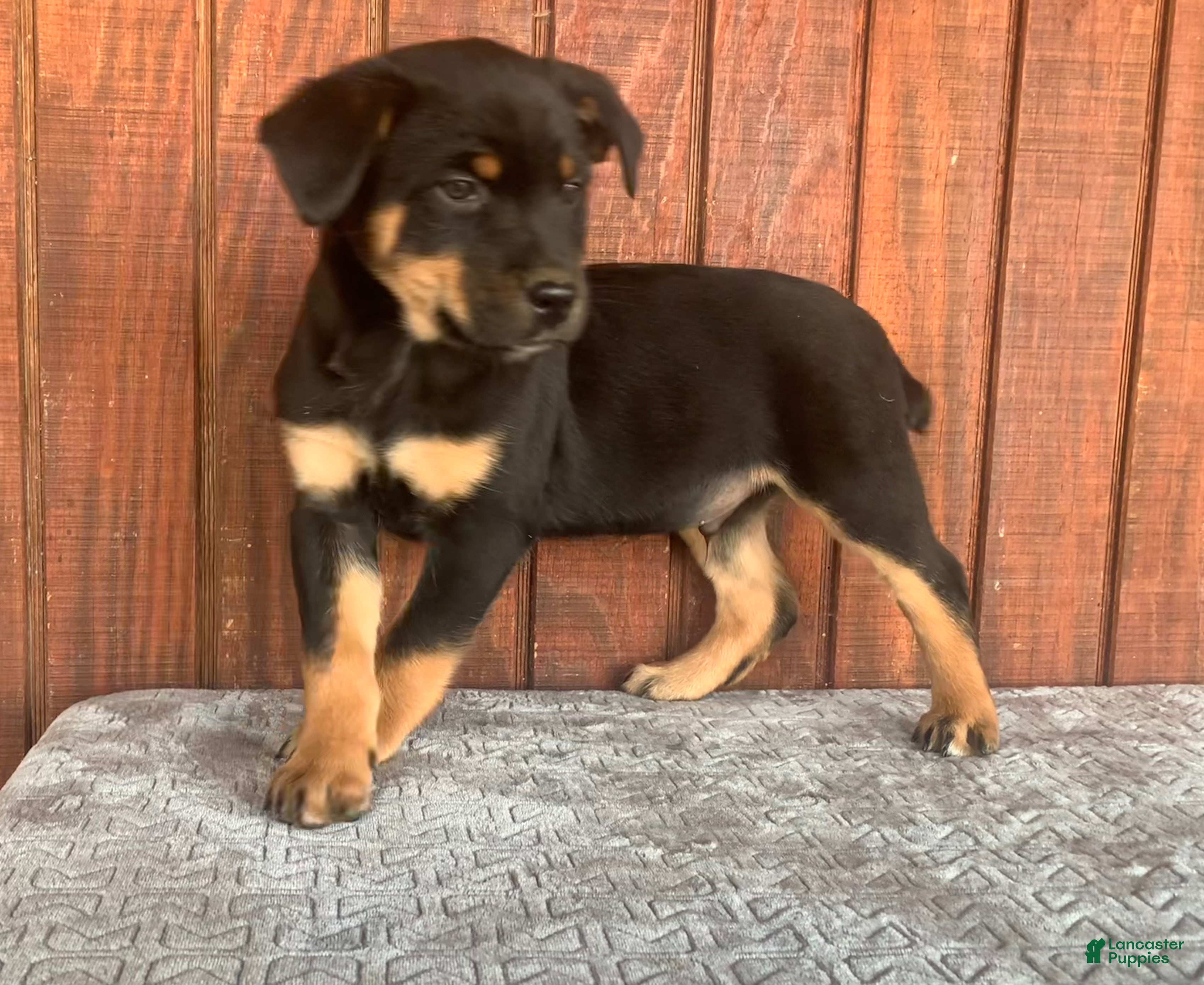 Mixed Breed dogs buddy - Ad 33