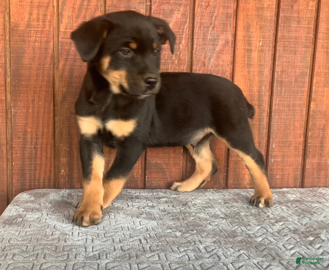 Mixed Breed dogs for sale: buddy - Ad 1