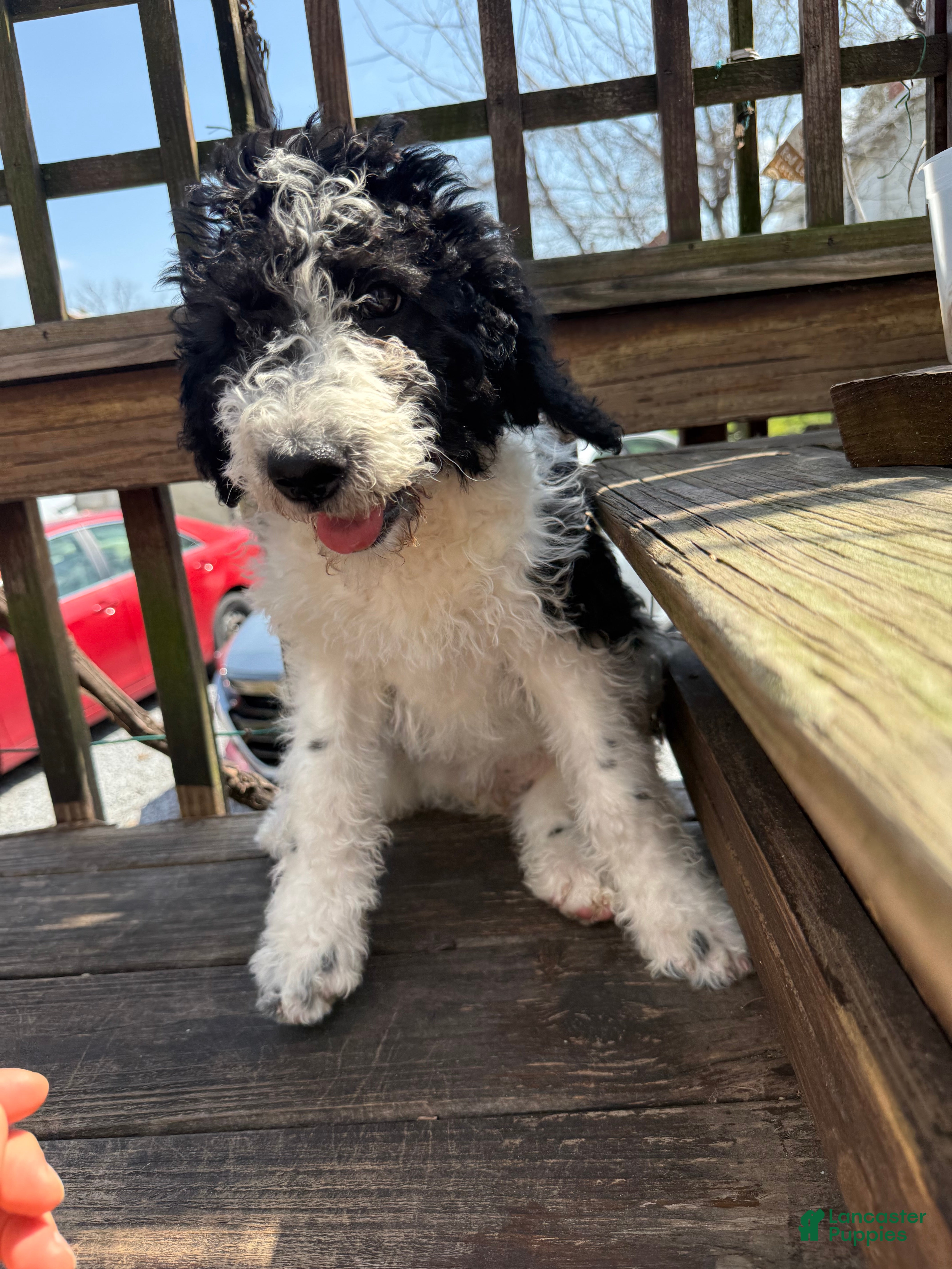 Mixed Breed dogs Sarah - Ad 2