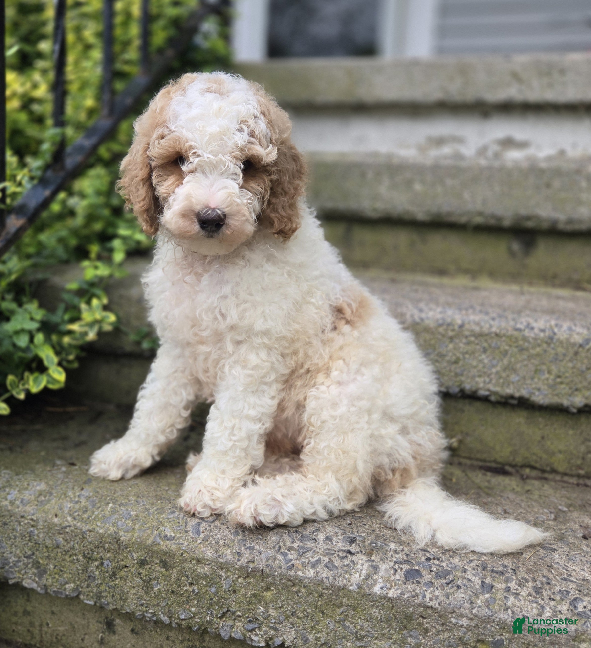 Bernedoodle dogs Connor - Ad 1