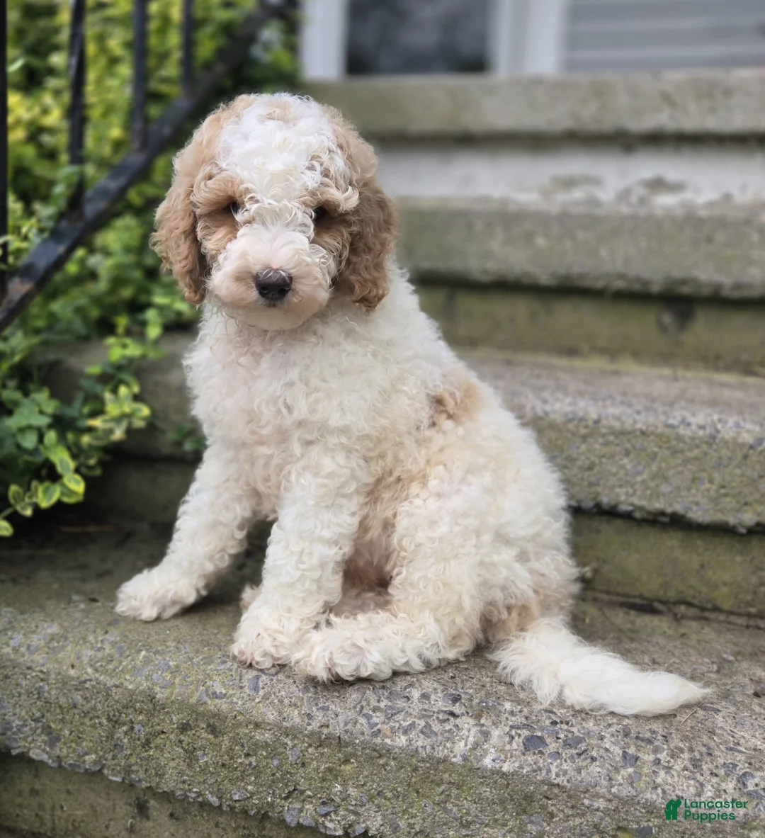 Bernedoodle dogs for sale: Connor - Ad 1