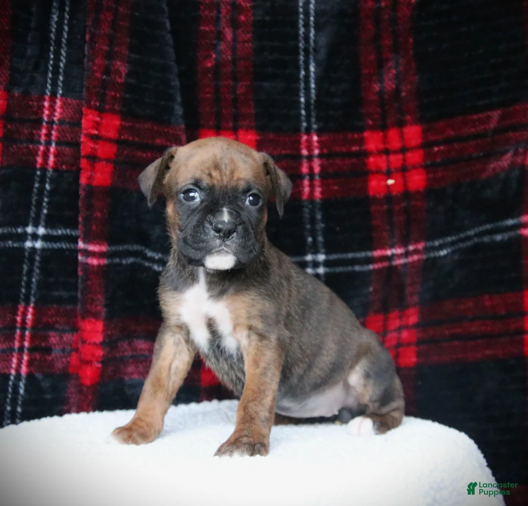 Boxer dogs for sale: Allie - Ad 5