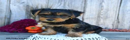 Yorkshire Terrier dogs for sale: Sylvester  - Ad 3