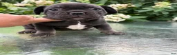 French Bulldog dogs for sale: Frankie - Ad 17