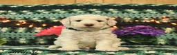 Mini Goldendoodle dogs for sale: Chuckles  - Ad 1