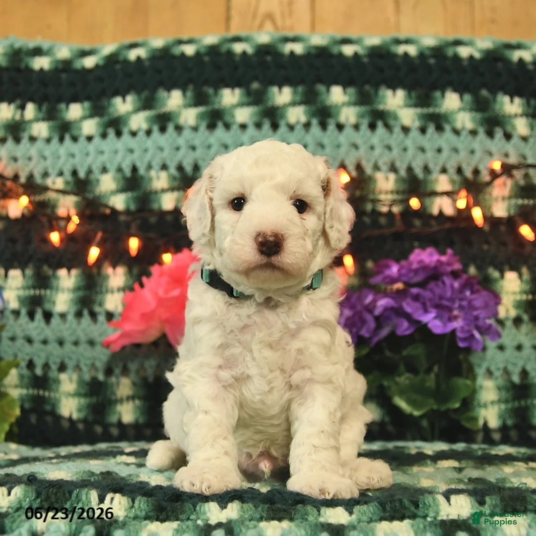 Mini Goldendoodle dogs for sale: Chuckles  - Ad 1