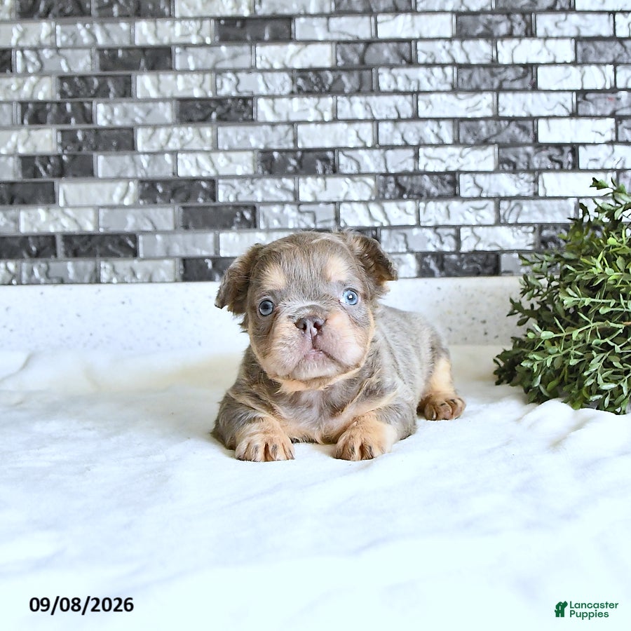 French Bulldog dogs Oliver - Ad 1