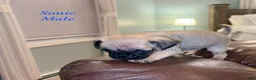 Pug dogs for sale: Sonic - Ad 3