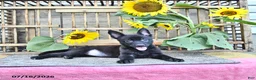 Mixed Breed dogs for sale: Alice - Ad 4