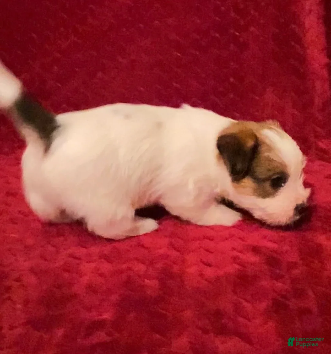 Jack Russell Terrier dogs for sale: Jack Russell Terrier Puppy 5 - Ad 6