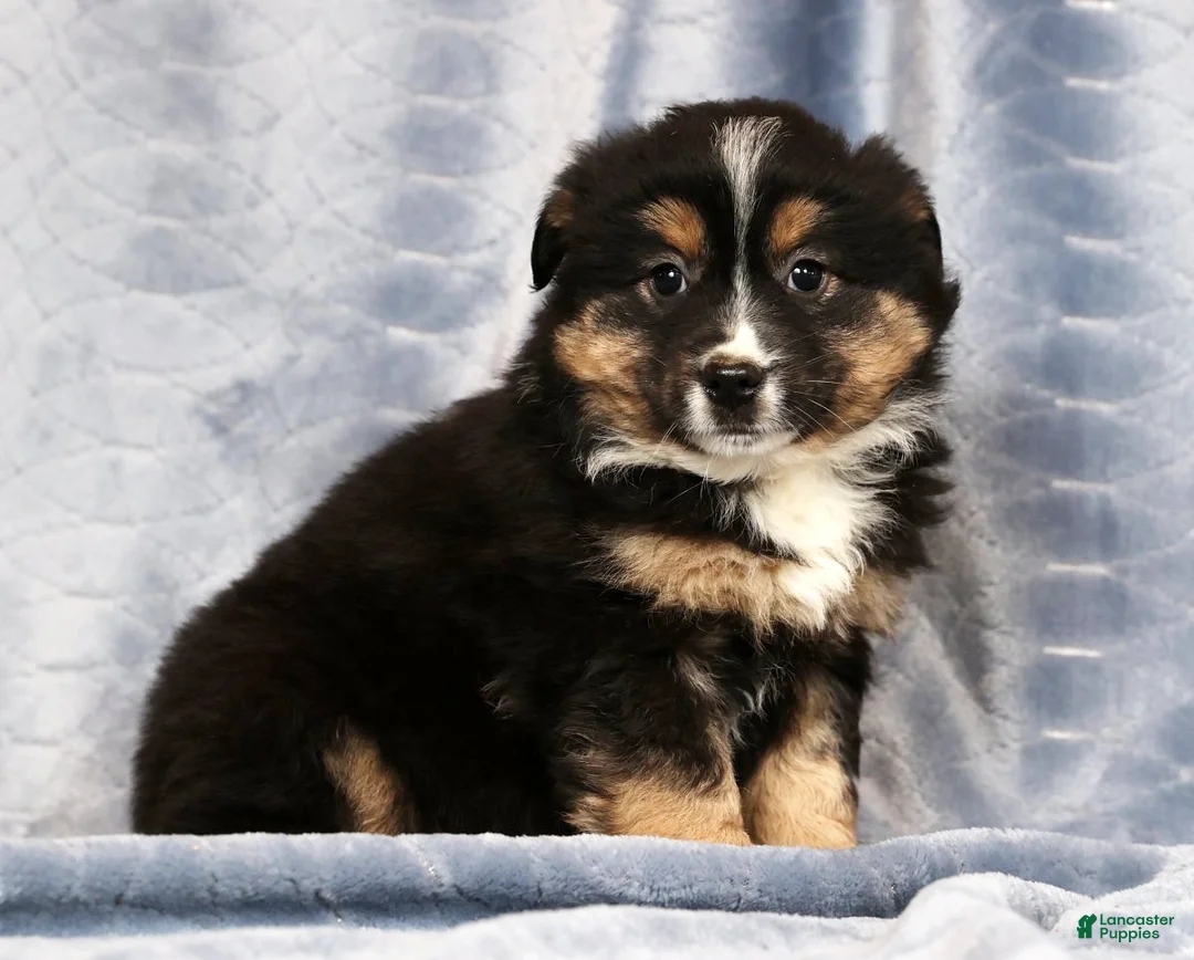 Miniature Australian Shepherd dogs for sale: Ella - Ad 5
