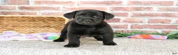 Labrador Retriever dogs for sale: Leah - Ad 8