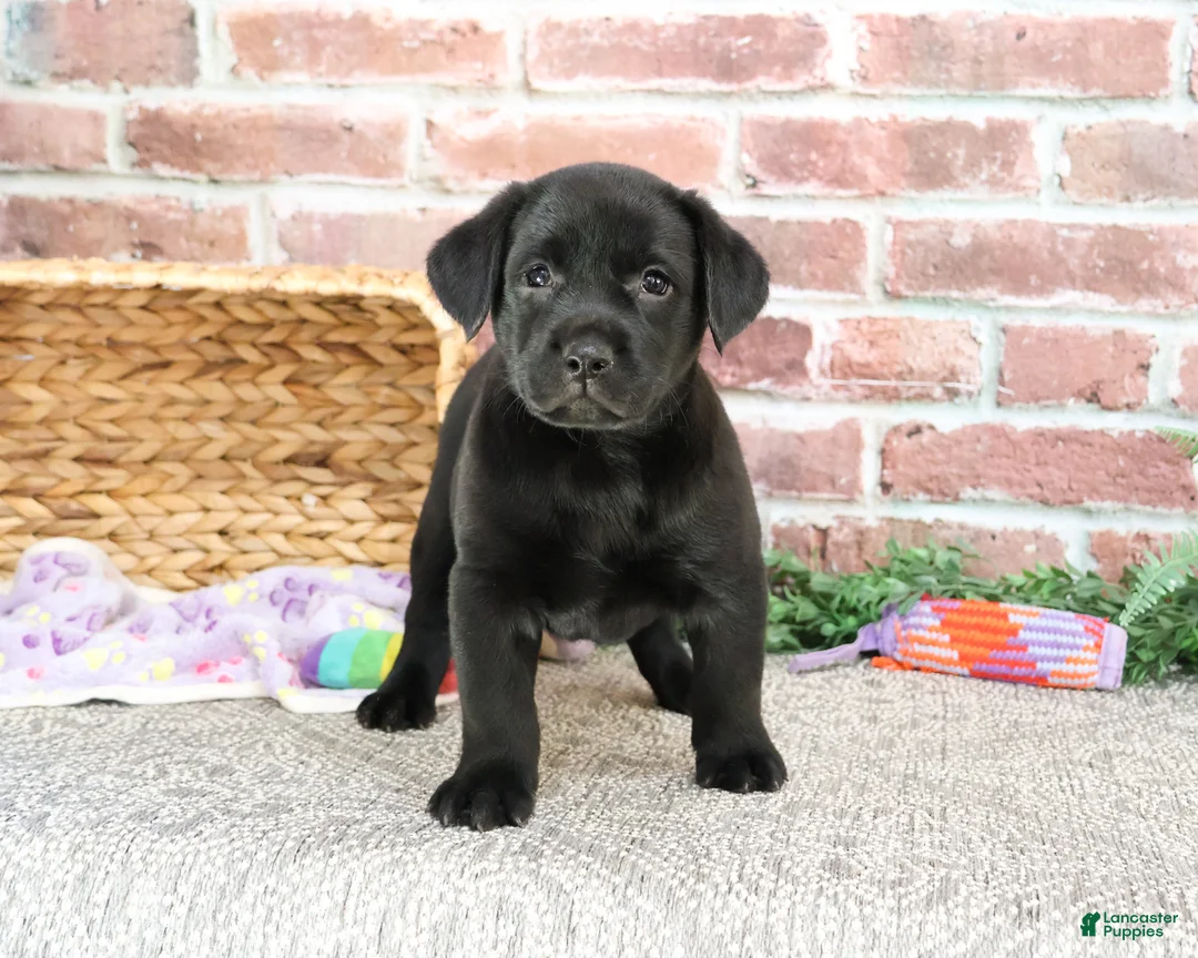 Labrador Retriever dogs for sale: Leah - Ad 8