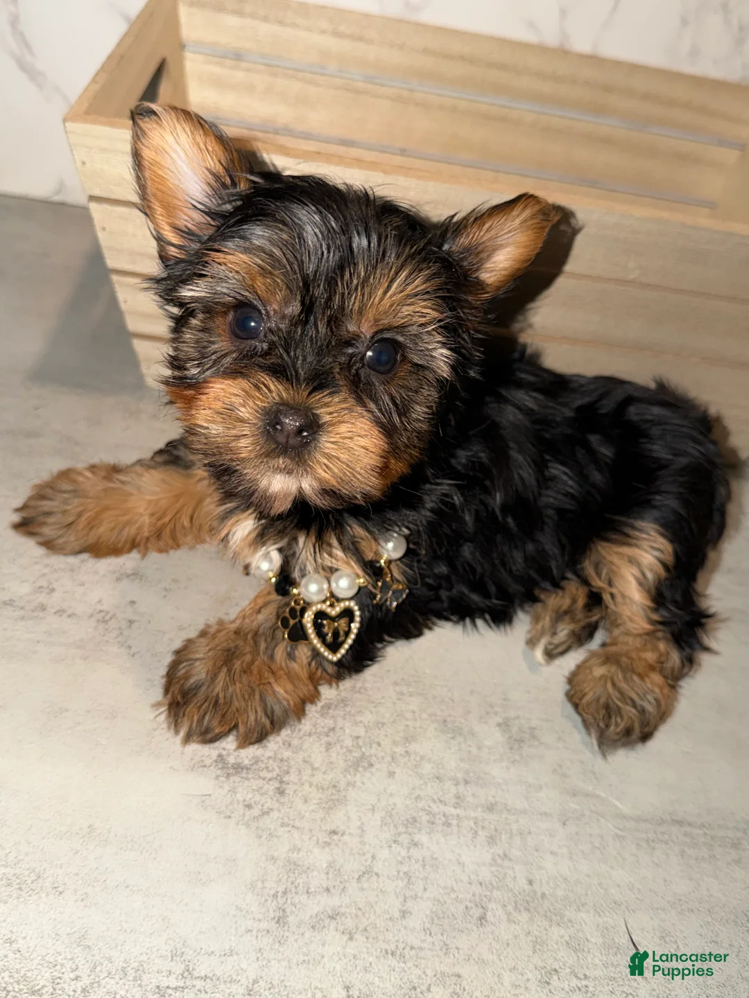 Yorkshire Terrier dogs for sale: Babydoll - Ad 4
