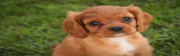 Cavalier King Charles Spaniel dogs for sale: Poppy Cavalier King Charles Spaniel - Ad 5