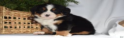Bernese Mountain Dog dogs for sale: Blossom - Ad 4