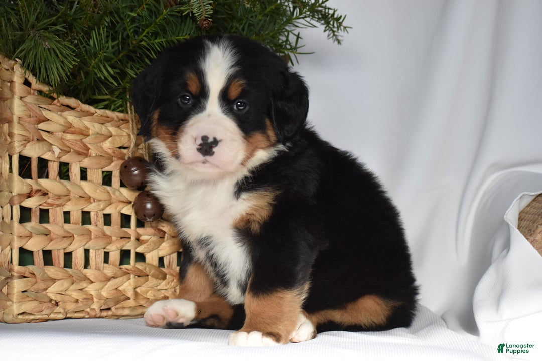 Bernese Mountain Dog dogs for sale: Blossom - Ad 4