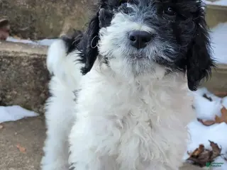 Goldendoodle dogs Koda Bear - Ad 15