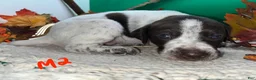 German Shorthaired Pointer dogs for sale: M1 - Ad 16