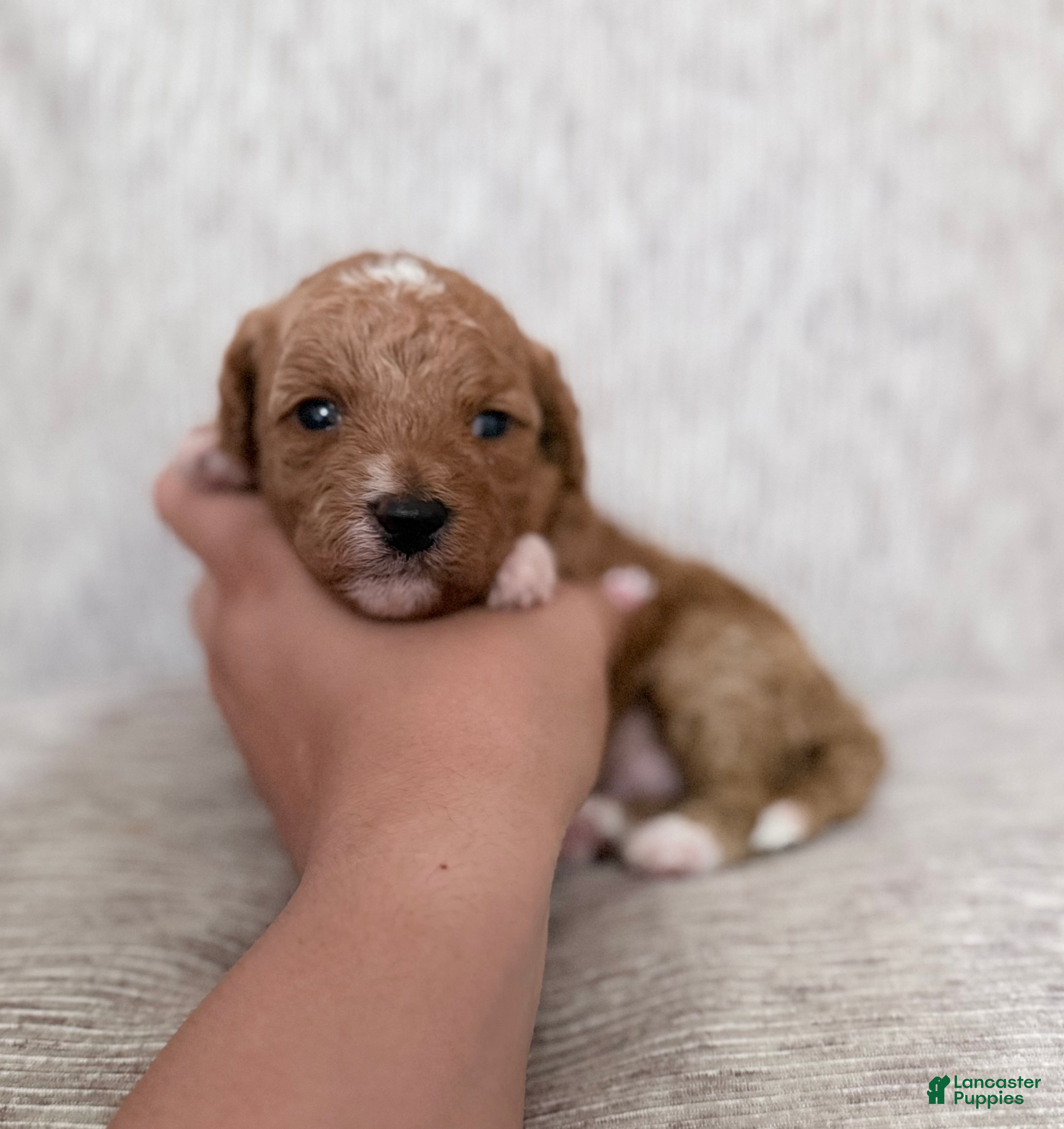 Mini Goldendoodle dogs Puppy 4 - Ad 27