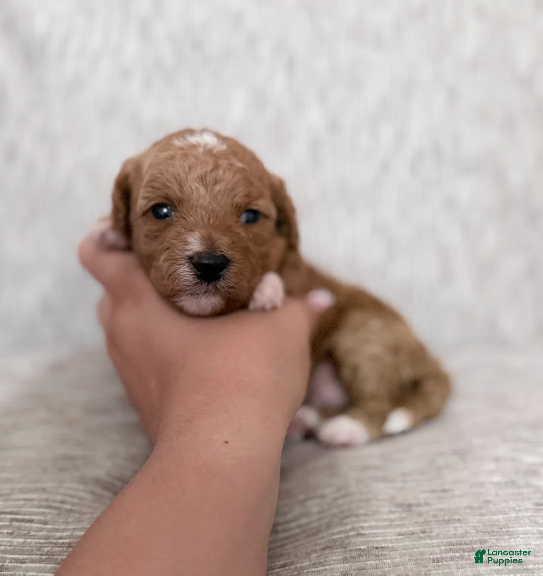 Mini Goldendoodle dogs for sale: Puppy 4 - Ad 1