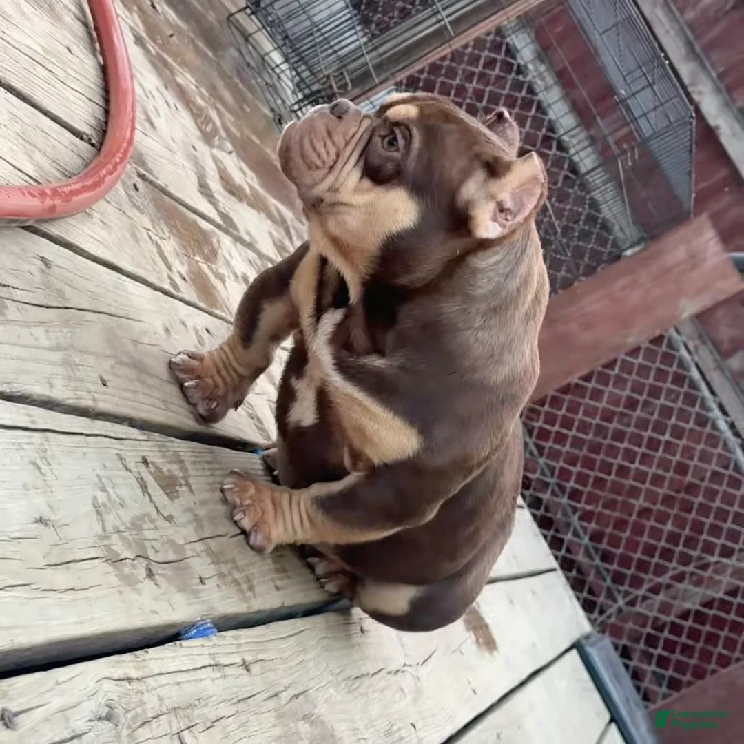 Gallery Image {{count}}