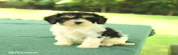 Cavapoo dogs for sale: Max - Ad 4