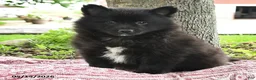 Pomsky dogs for sale: Gideon - Ad 5