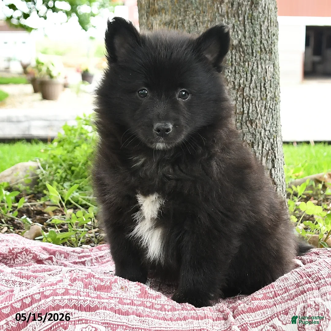 Pomsky dogs for sale: Gideon - Ad 5