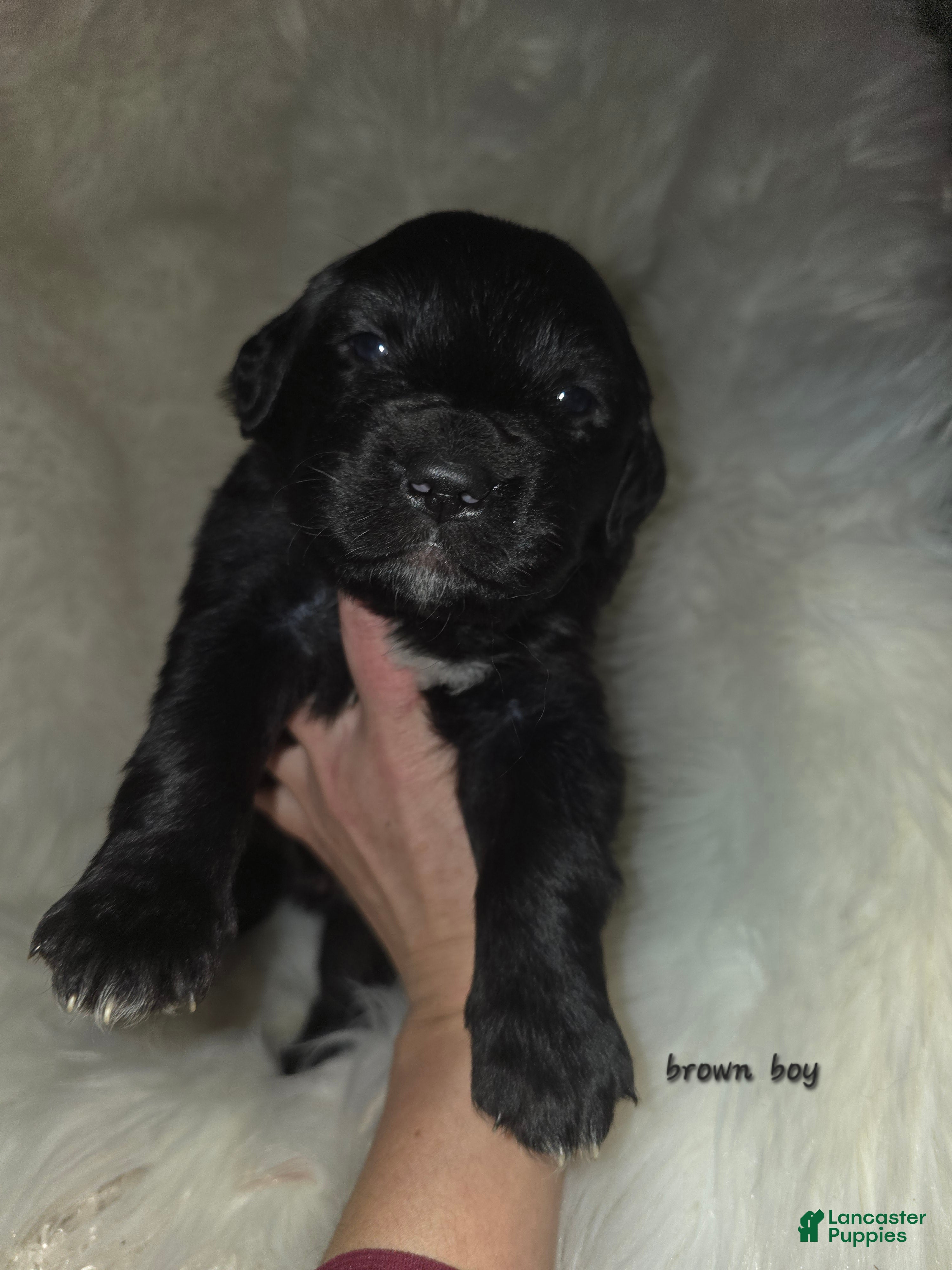 Mixed Breed dogs Mixed Breed Puppy 2 - Ad 39
