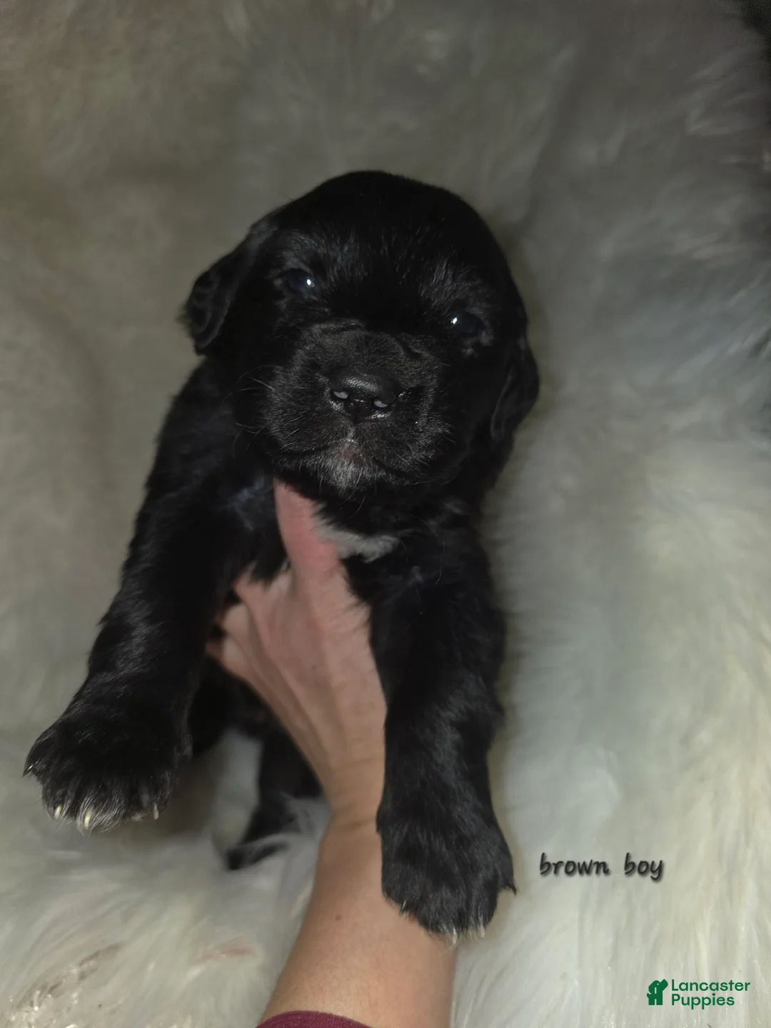 Mixed Breed dogs for sale: Mixed Breed Puppy 2 - Ad 1