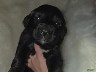 Mixed Breed dogs Mixed Breed Puppy 2 - Ad 39