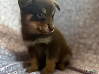 Pomsky dogs Kovu Pomsky Puppy 2 - Ad 7