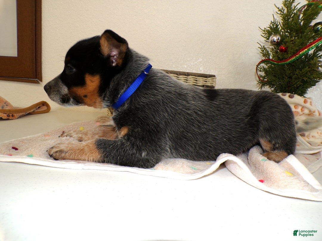 Australian Cattle Dog dogs for sale: Australian Cattle Dog Puppy 2 - Ad 3