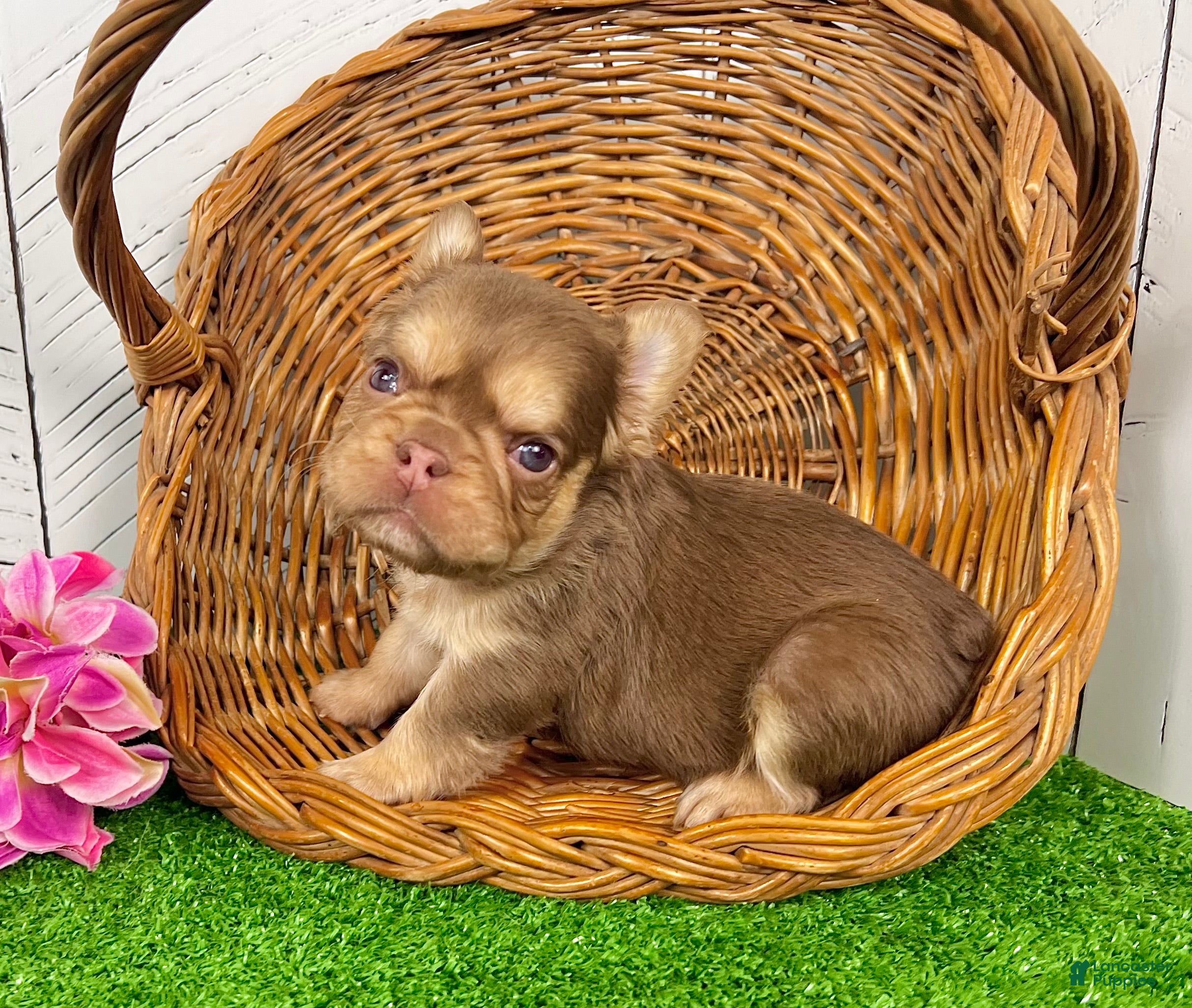 French Bulldog dogs Kandy - Ad 2